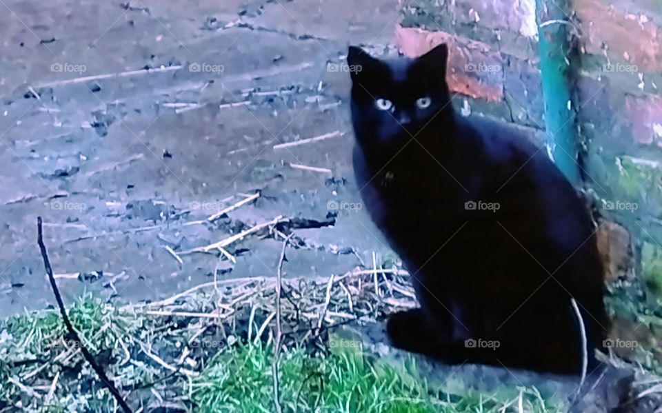 Be autentick Cat-astrofy