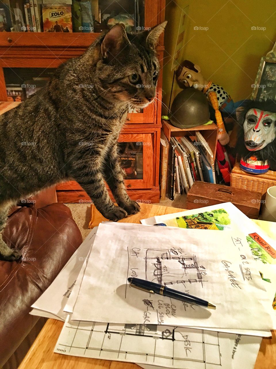 Cat next to drawing