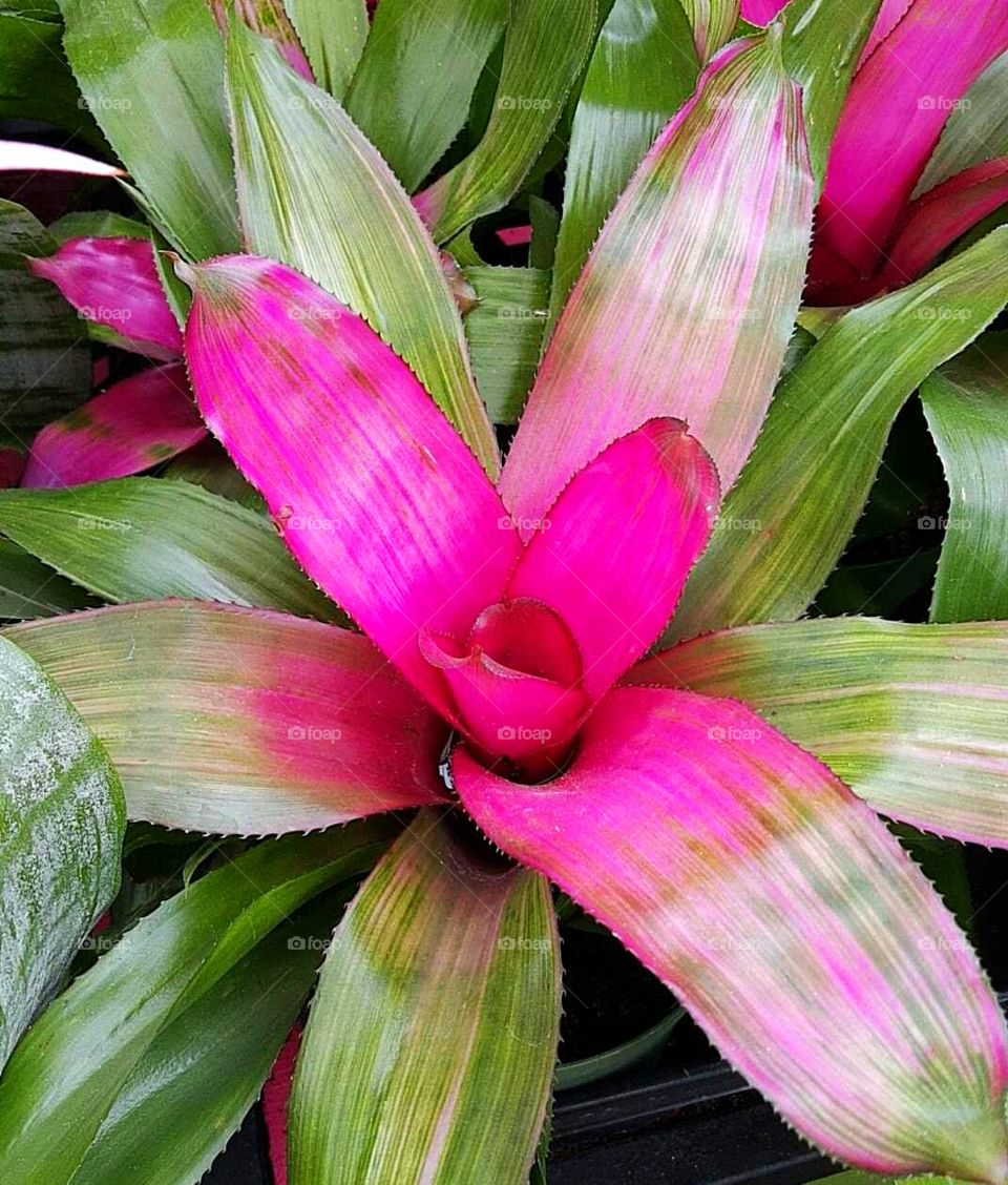 Pink Ribbon Plant
