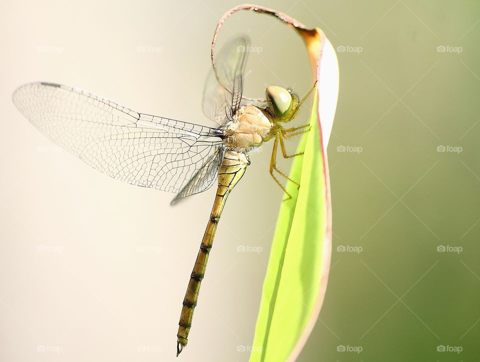 Light brown of young darmselfy at the corner site of fishpond . Morning captured attention for Its body light interest on brown and perching on at the leaf . As way to keep its temperature, the darmselfy stay along there fir tropical .