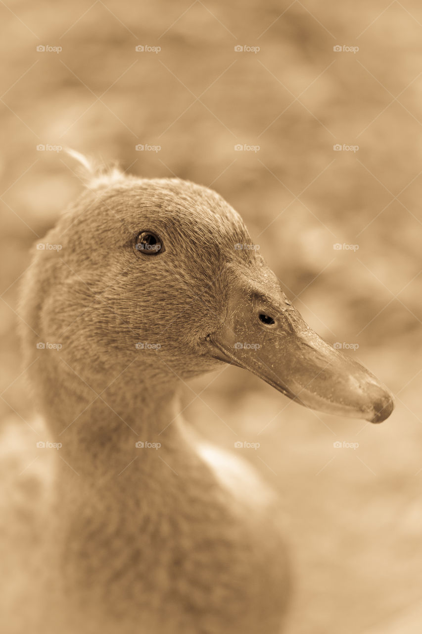 close up of duck