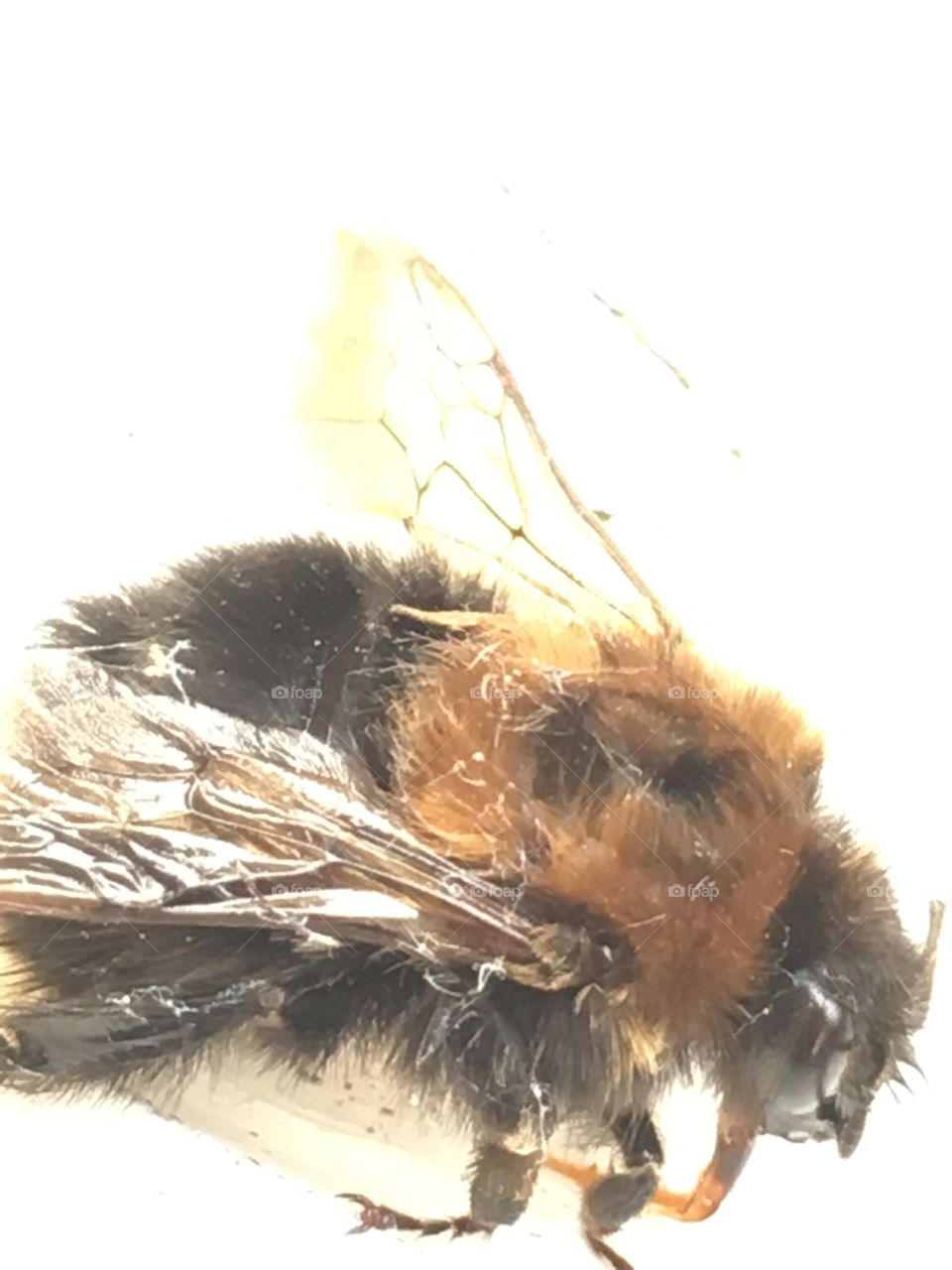 Injured tree bumble bee in close up drinking sugar water to recover Strength 