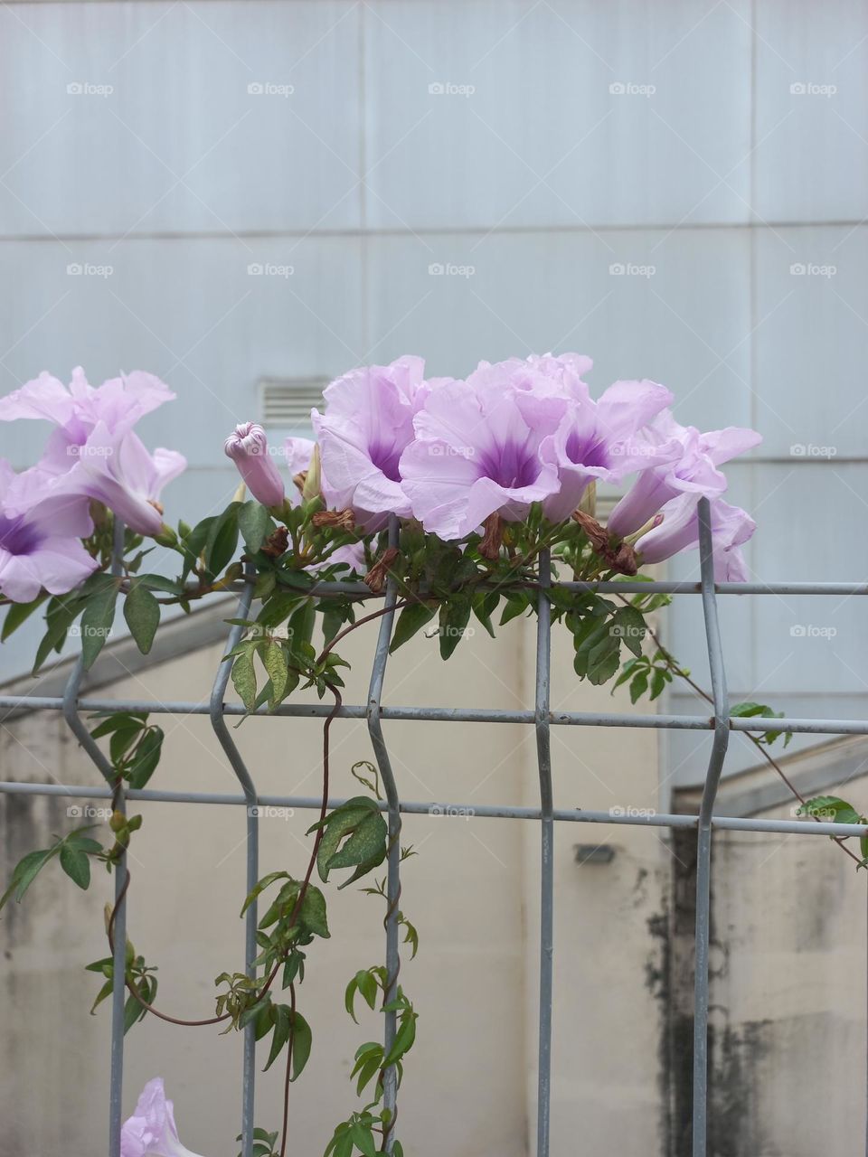 Flores simples e encantadoras. A flor é o órgão,  que abriga as estruturas  reprodutivas das angiospermas e, são constituídas por um pendúnculo, um receptáculo e verticilos florais