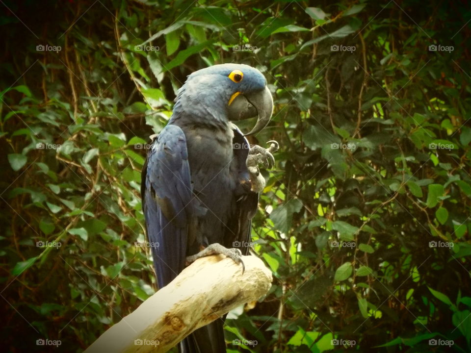 blue parrot foot