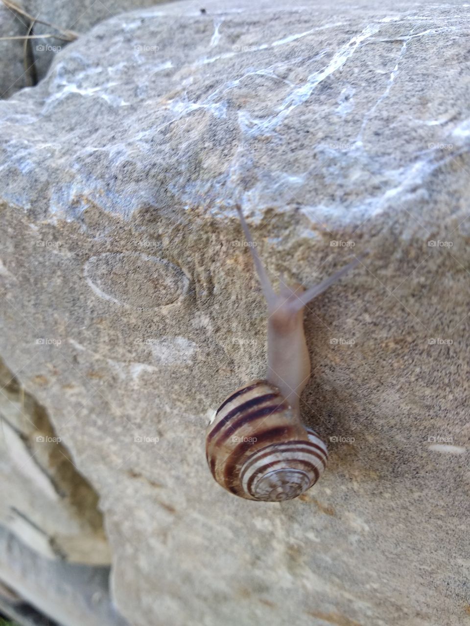 Snail