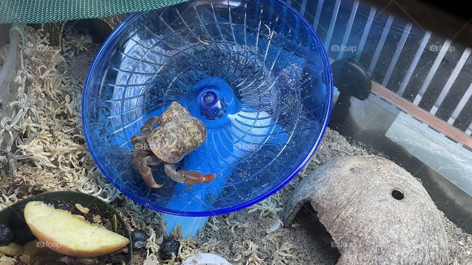 Just some fun. A hermit crab on his new wheel. He loves it! 