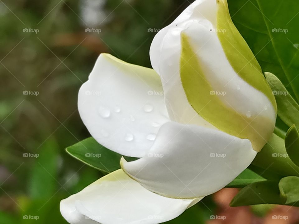 pudding flower closeup