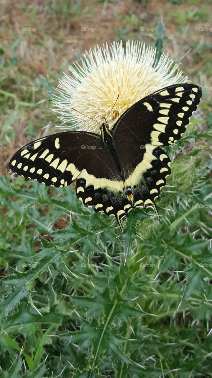 butterfly