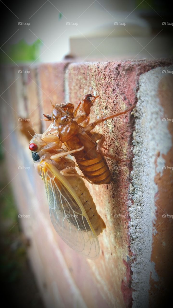 cicada 4. 13 year cicadas  continue to take over all in sight