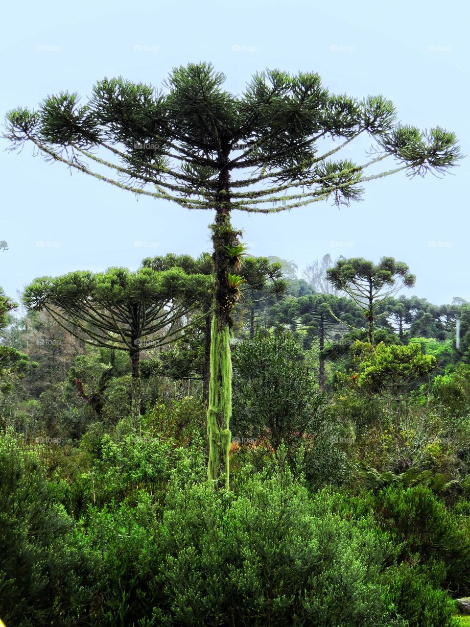 🇧🇷 Majestosa araucária erguendo-se sobre a floresta com seu tronco coberto por líquens e bromélias.
🇺🇲Majestic Paraná pine tree rising above the forest with it's trunk Full of lichens and bromeliad.