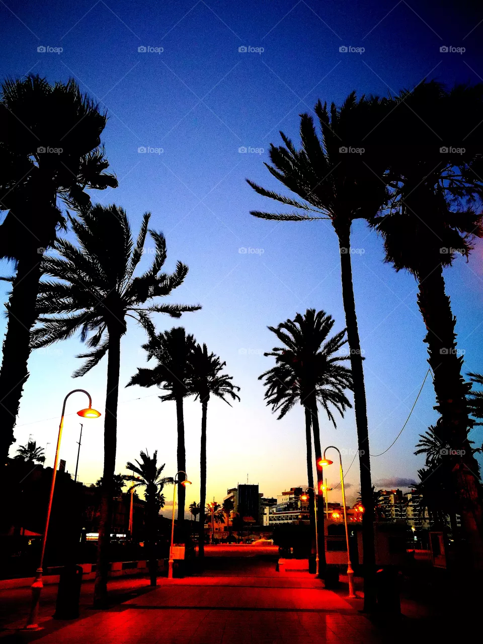 palm trees