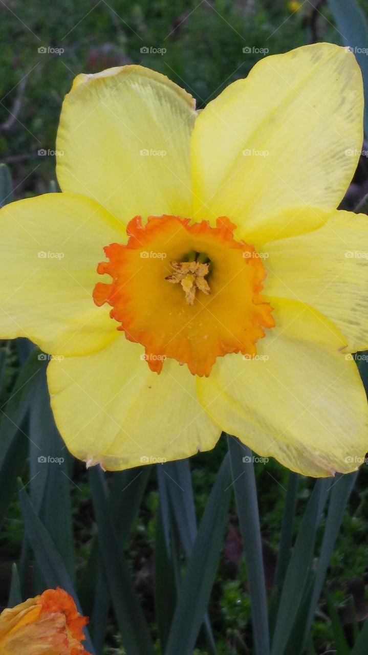 Daffodil, Flower, Narcissus, Nature, Easter