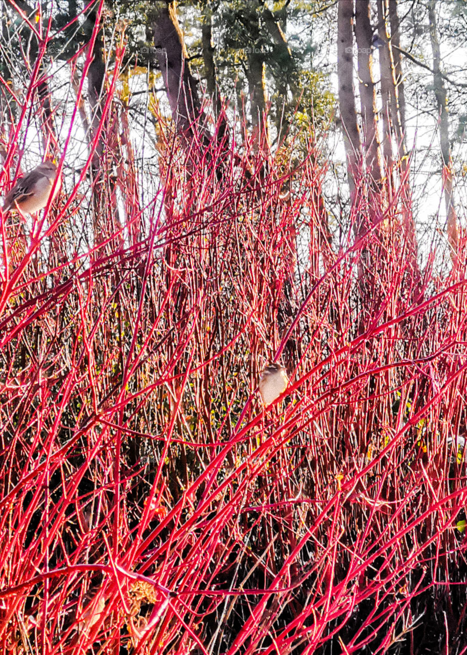 Small bird on red reids