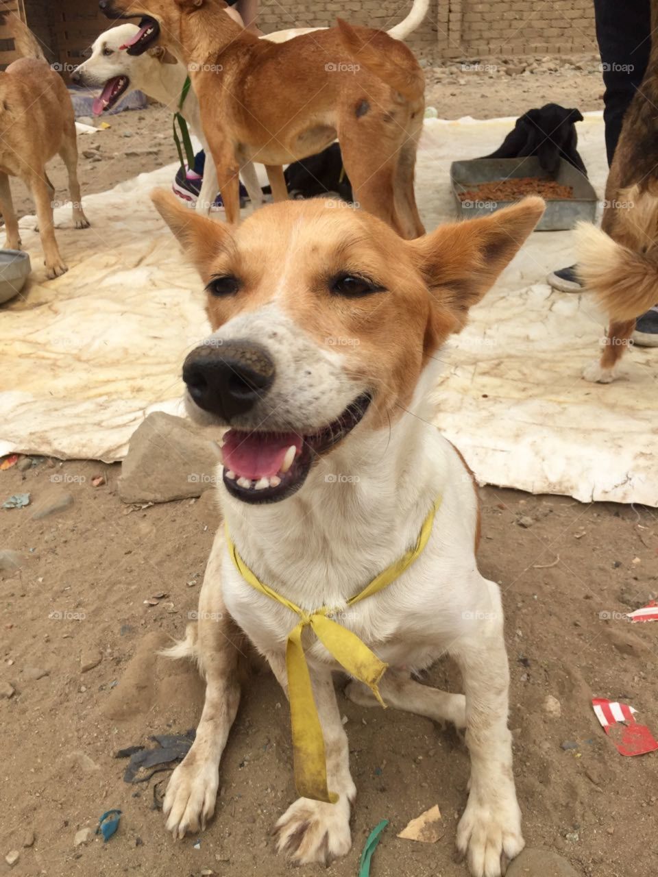 Happy dog