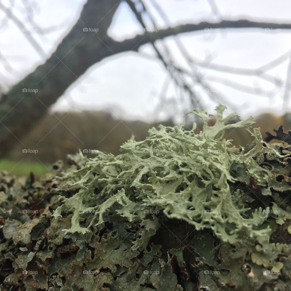 Nature, lichen, Meise, Belgium, 