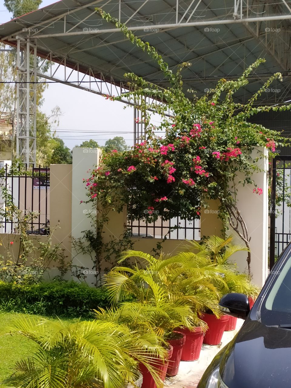 Bougainvillea and palm leaves adding to the beauty of the garden
