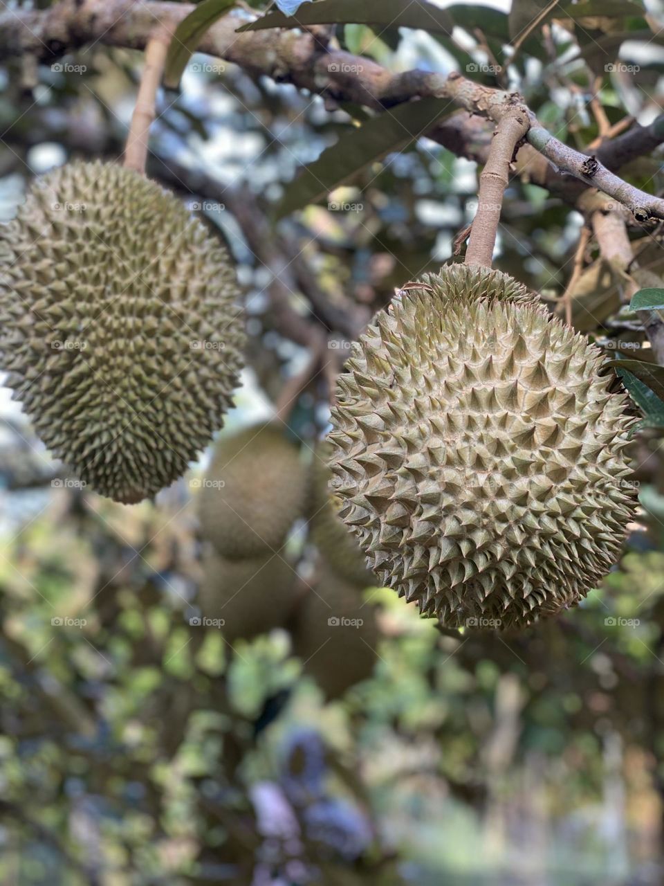 Durian on the durian tree in organic durian orchard.