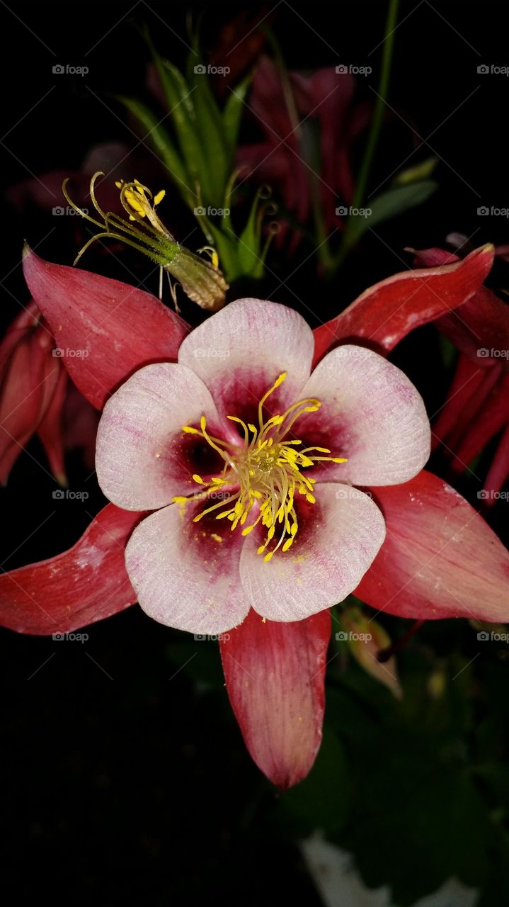 Red Star Flower