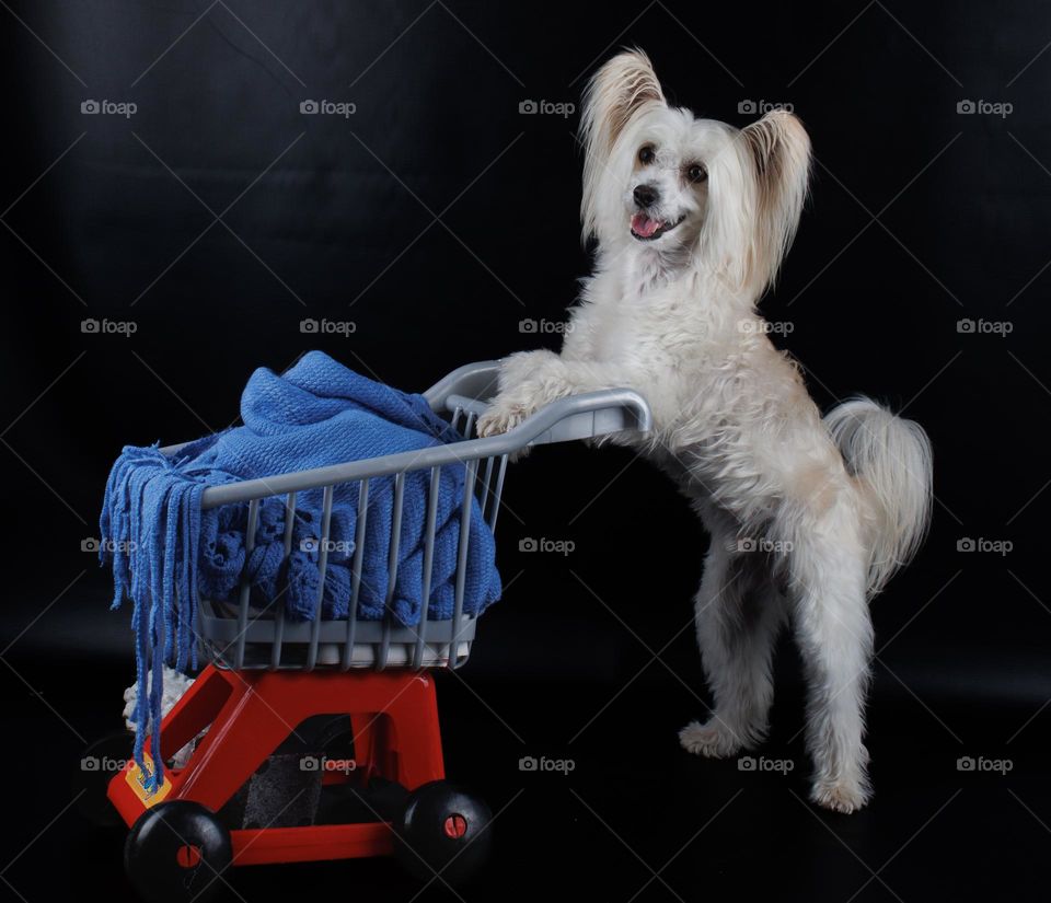 A shopping dog at the store.  With a shopping basket . That looks cute . isent it ..