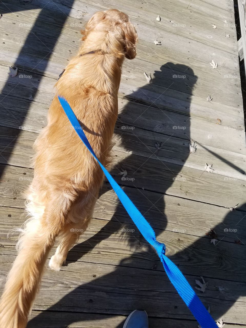 Buddy happily walking on his leash