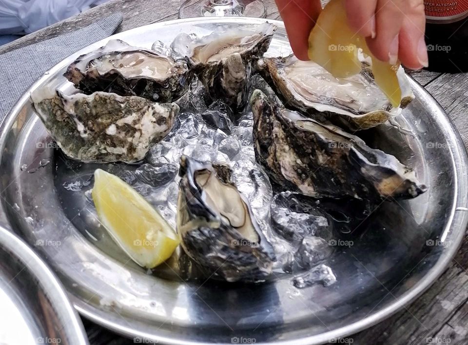 Oysters