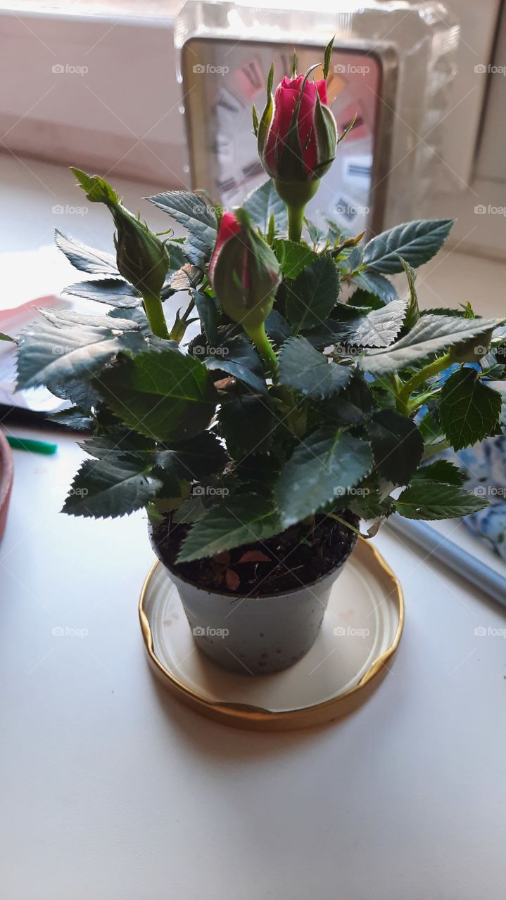 Home picture of pink mini rose