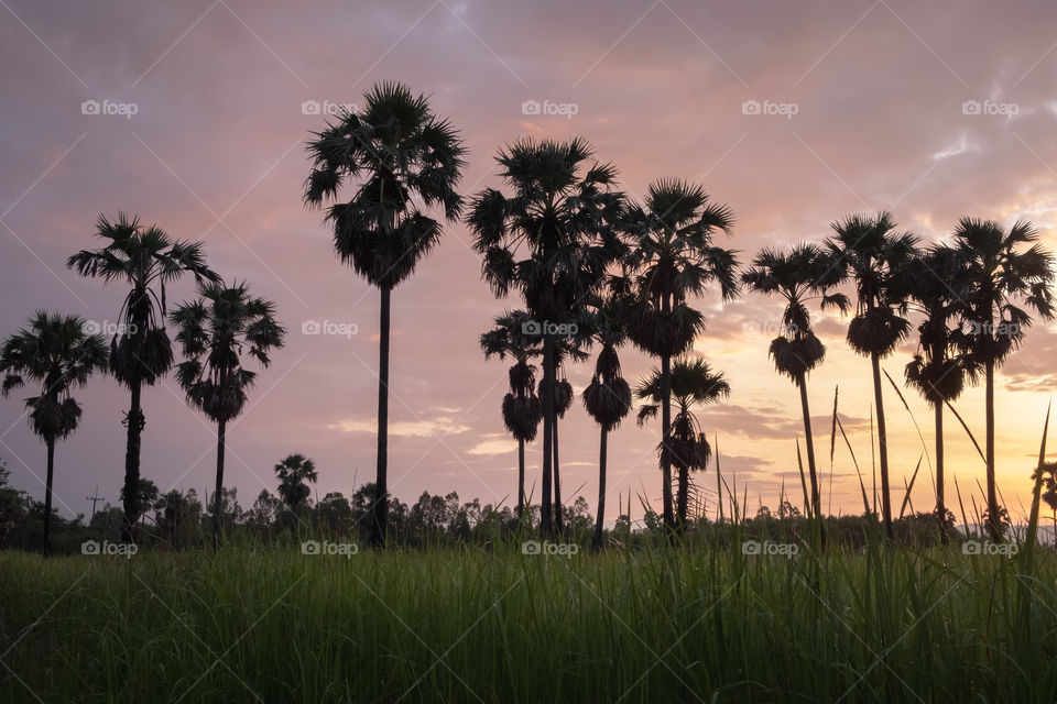 Sunrise behind silhouette of sugar palm in rice field