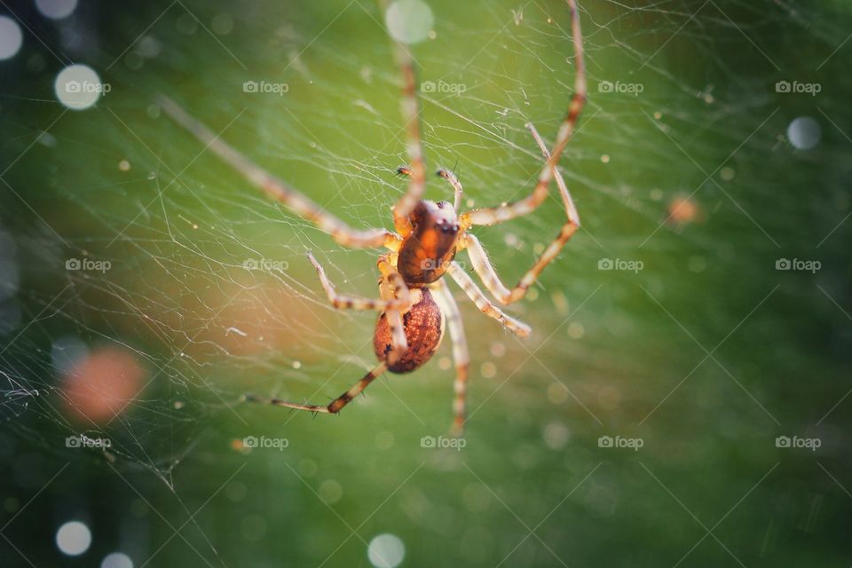 spider