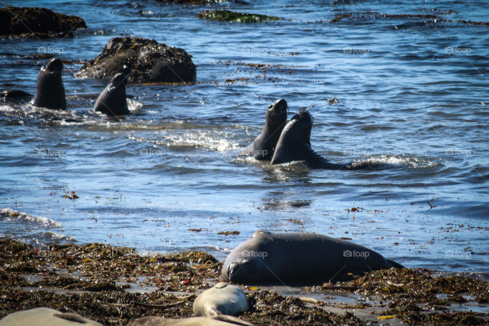 Elephant seals making out