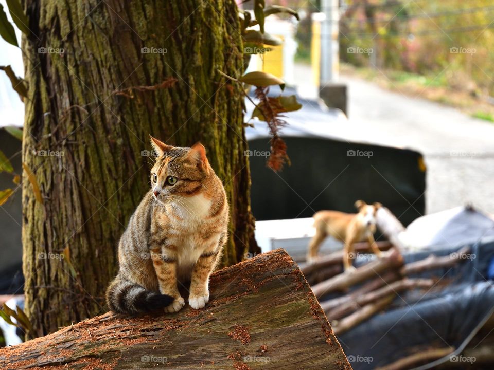 cat and dog