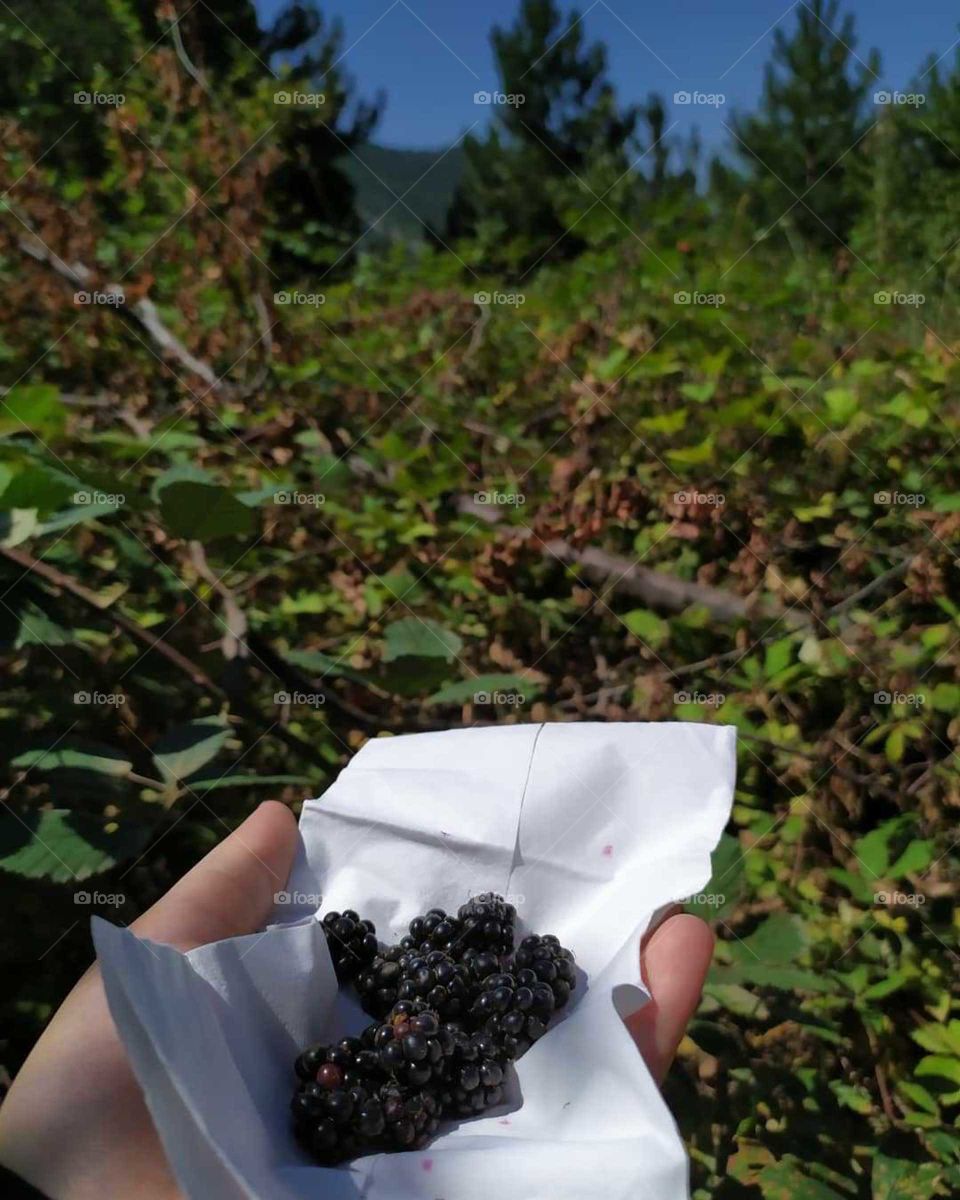 Delicious blackberries collected from the mountain