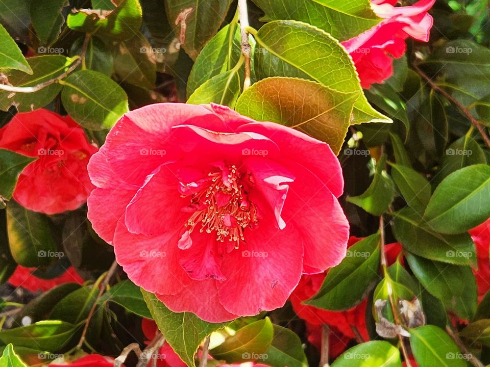 close up of vibrant red pink flower with green leaves