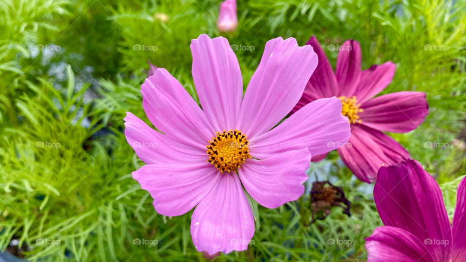 Pink cosmos flowers 