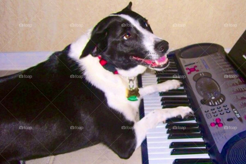 Keyboard pup