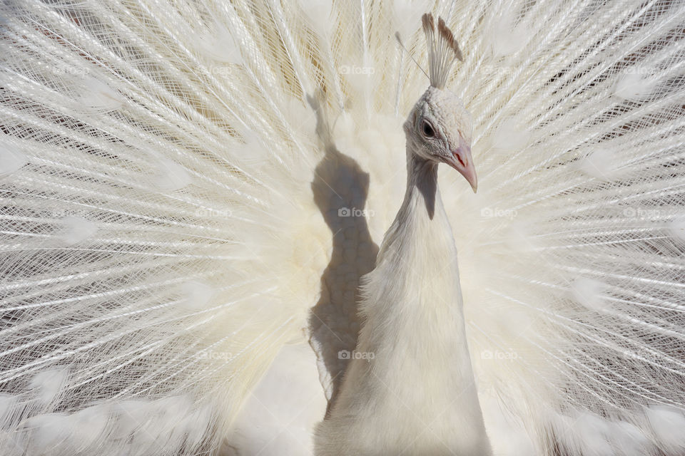 Beautiful white peafowl portrait