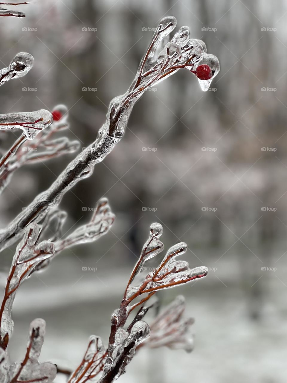 Bush with berries covered with ice glaze 