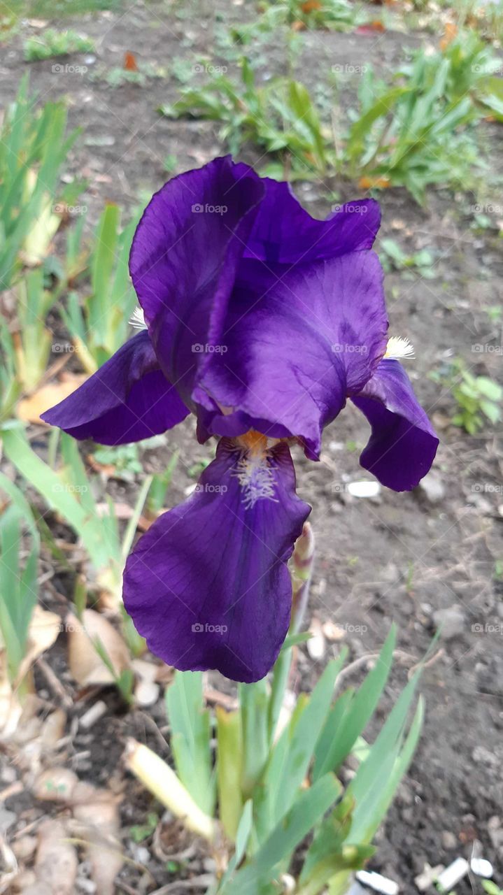 ірис цвіте