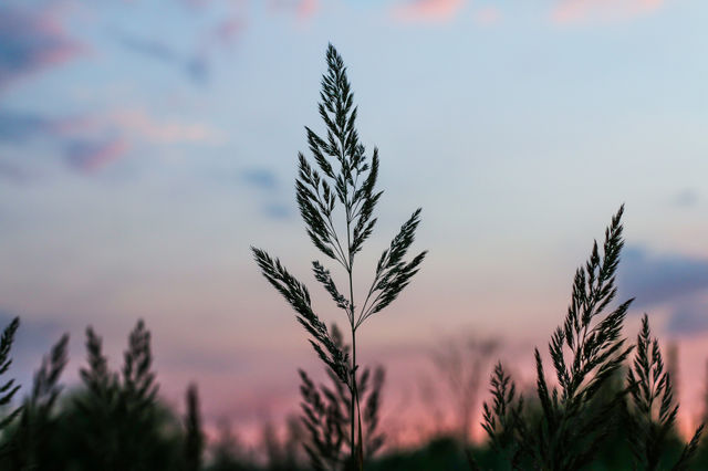 Sunset silhouette 