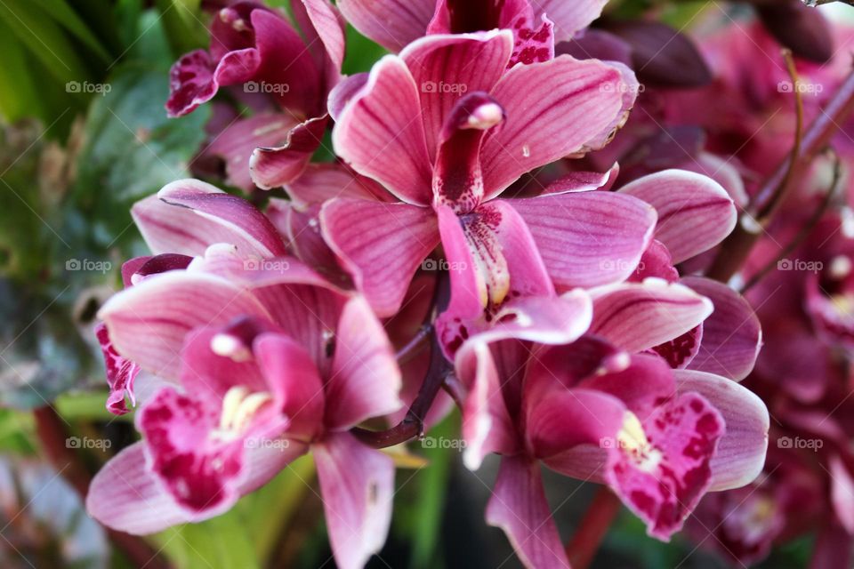 Pink orchid in early spring 2022