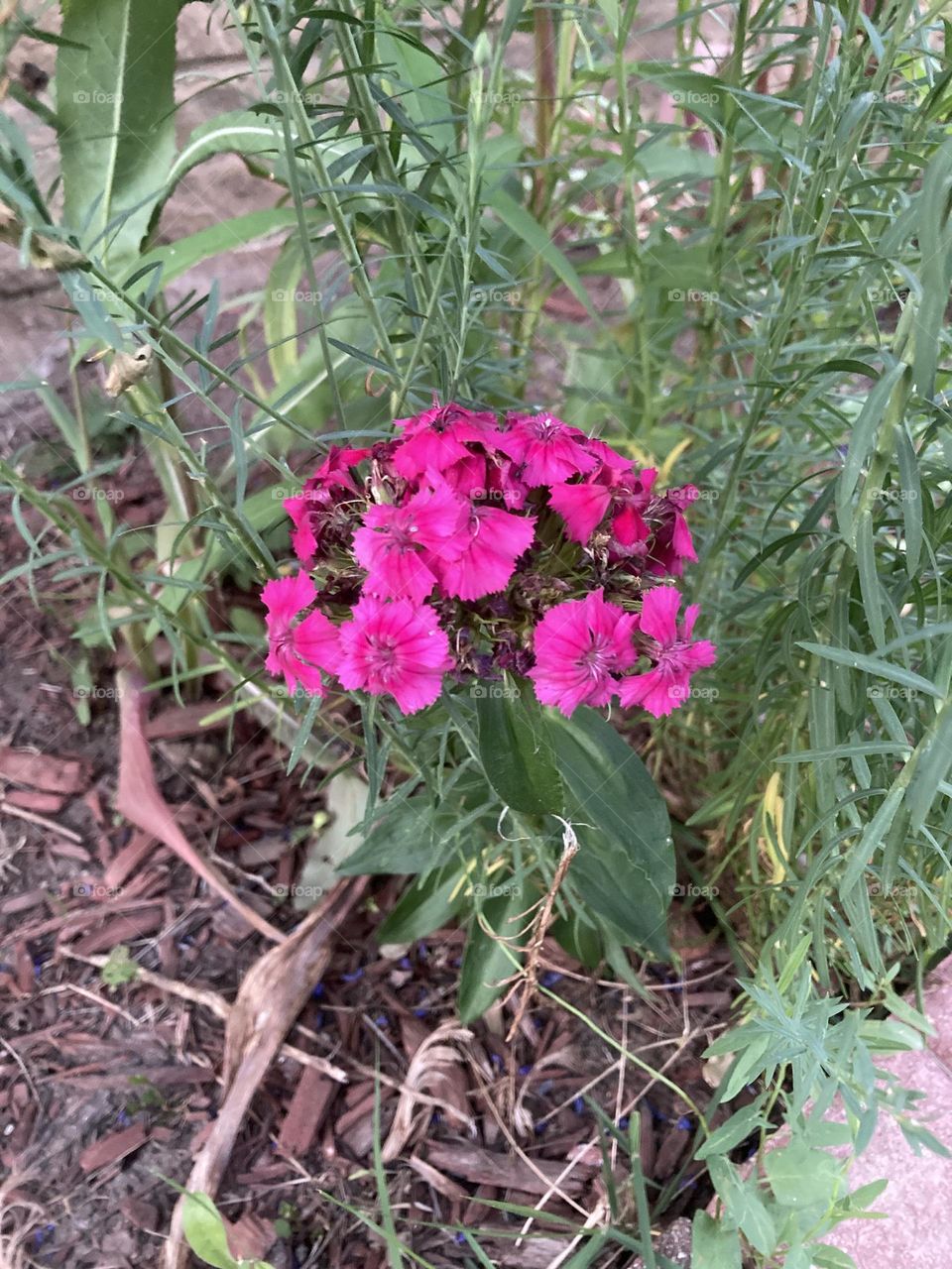 First flower this spring 