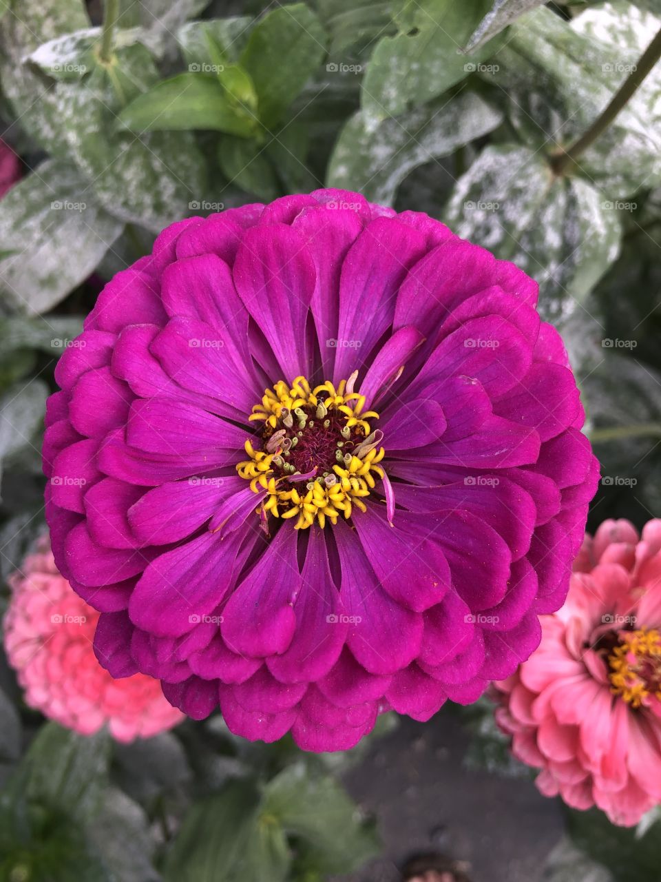 Pink Zinna 