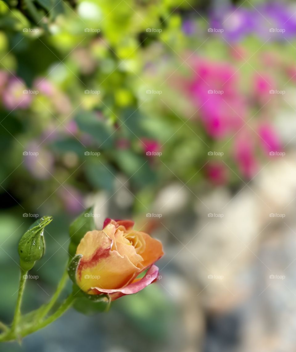 Budding rose in spring garden 