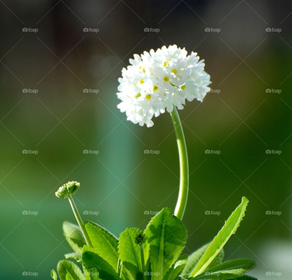 Close-up of white flower