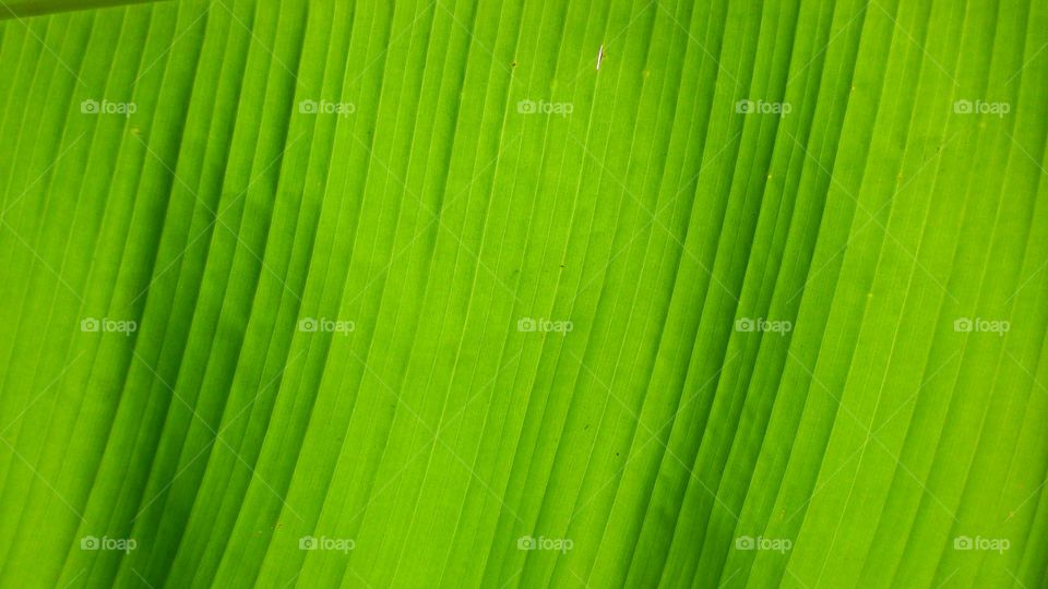 bananas leaf