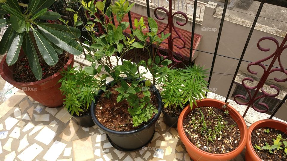 Weed ( Ganja, Cannabis ) plant
