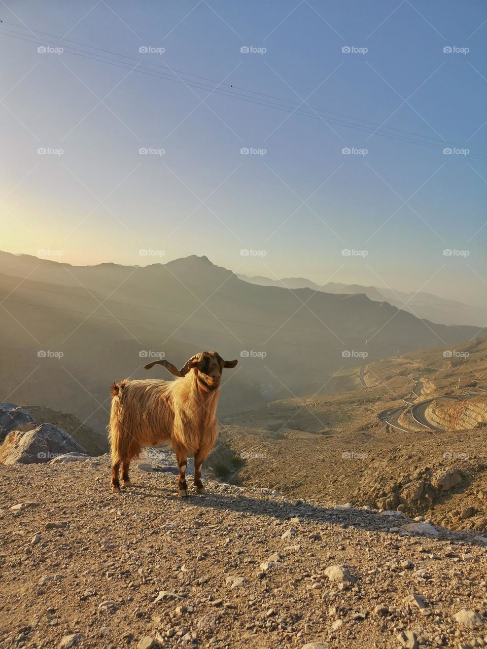 Early Morning Visitor 🤗