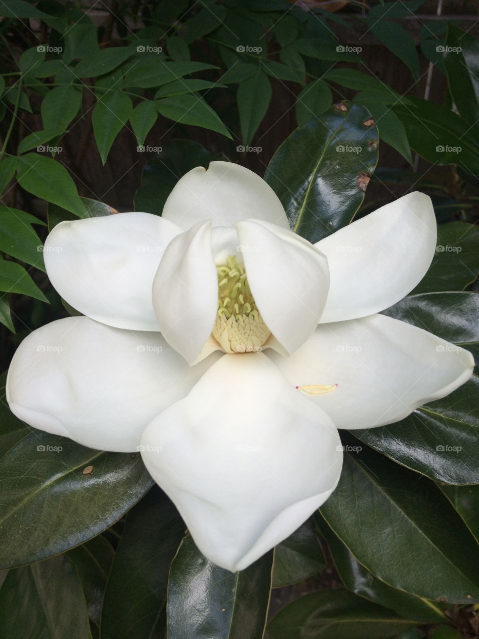 Southern Magnolia opening blossom