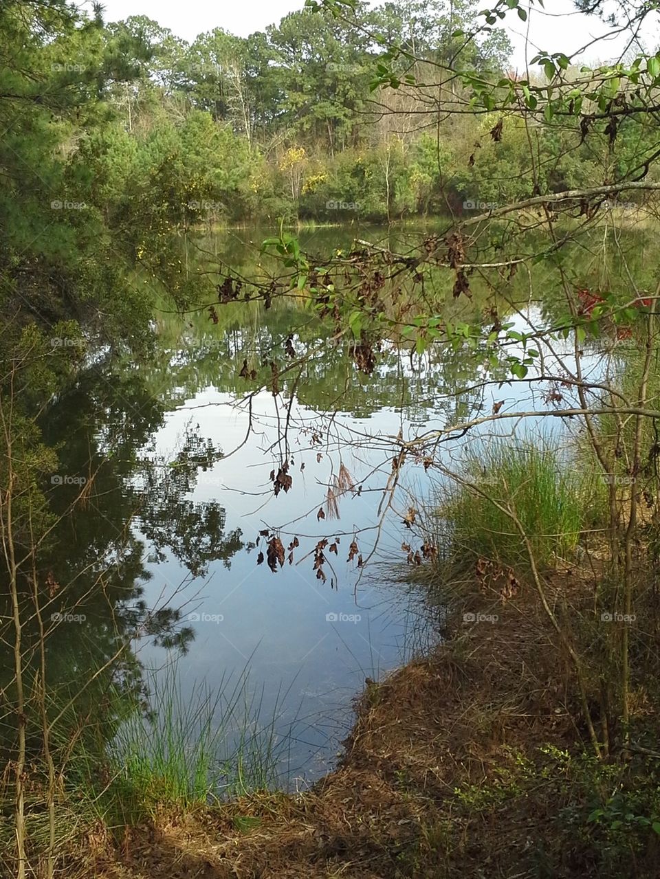 Pond 1