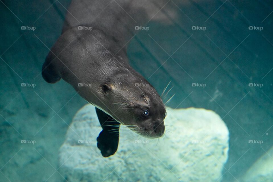 Giant Otter 