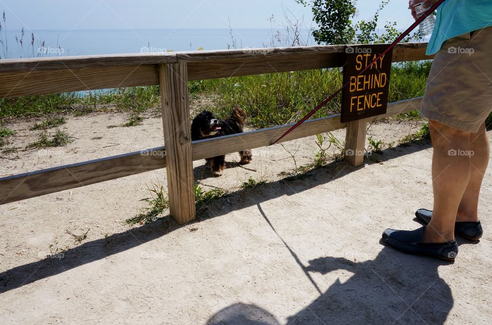 Dog Not Obeying Sign. Too Close to the Edge